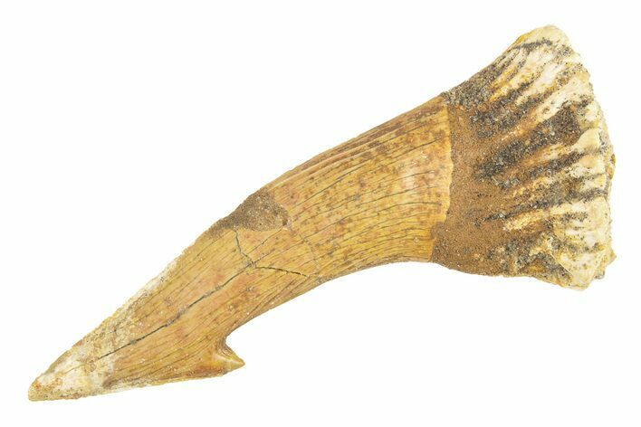 Fossil Sawfish (Onchopristis) Rostral Barb - Morocco #260932